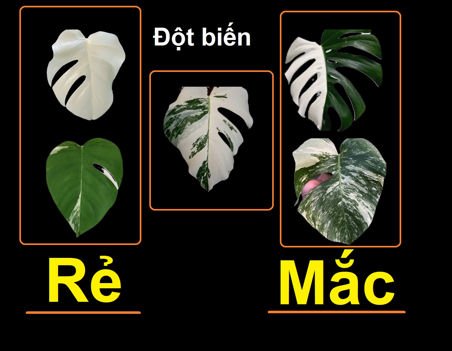 Giải Mã Giá Cả Cây Kiểng Lá: Vì Sao Có Sự Khác Biệt?